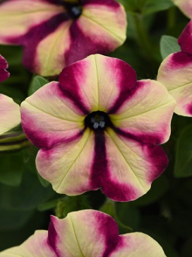 PETUNIA Banana Cherry